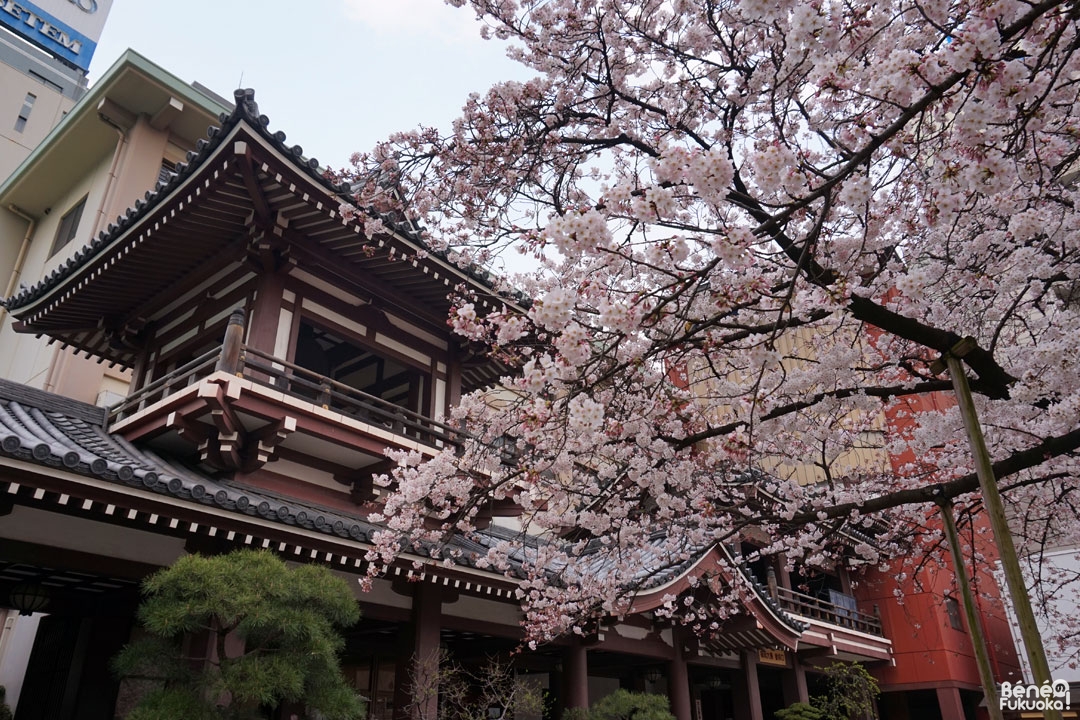 Le cerisier du temple Tôchô-ji, Fukuoka