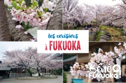Sakura : où voir les cerisier à Fukuoka