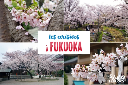 Sakura : où voir les cerisier à Fukuoka