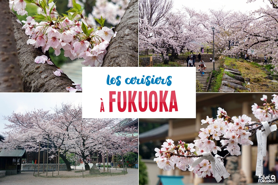 Sakura : où voir les cerisier à Fukuoka