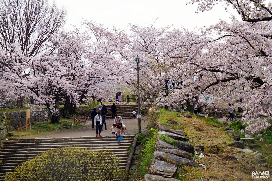 Cerisiers au parc Maizuru Fukuoka