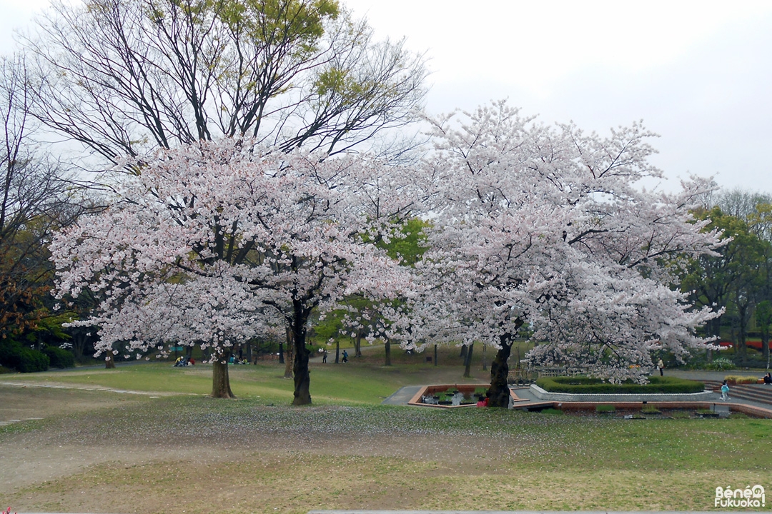 Cerisiers en fleur, jardin botanique municipal de Fukuoka