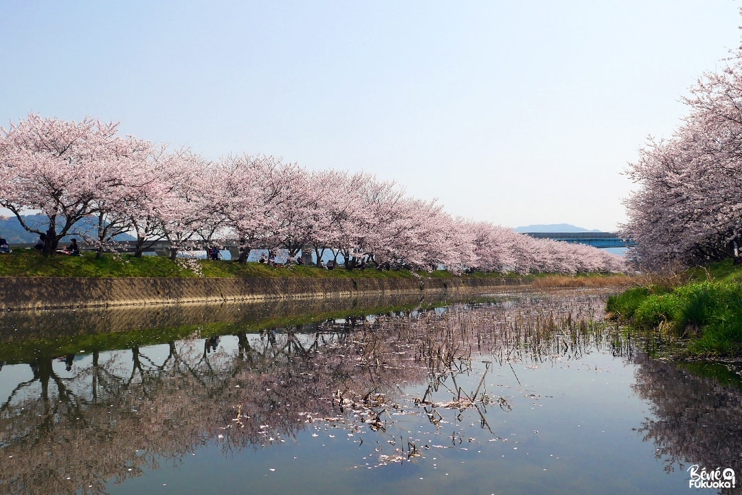 Hanami et cerisiers à Itoshima