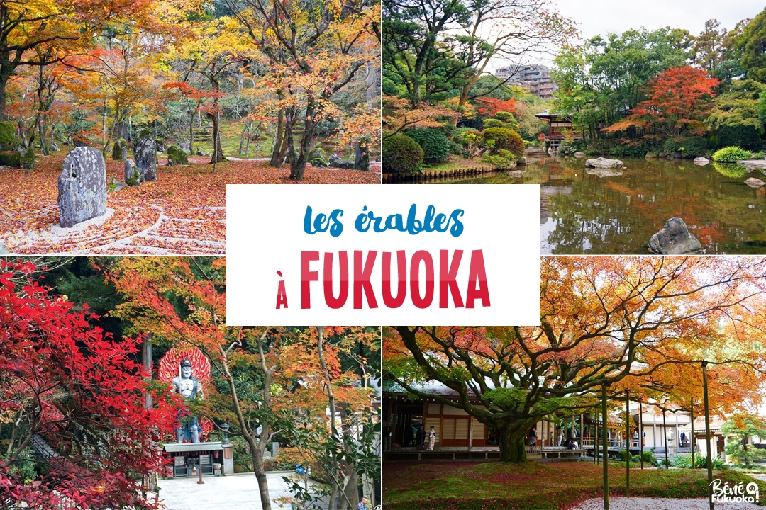 Guide momiji : où admirer les érables à Fukuoka