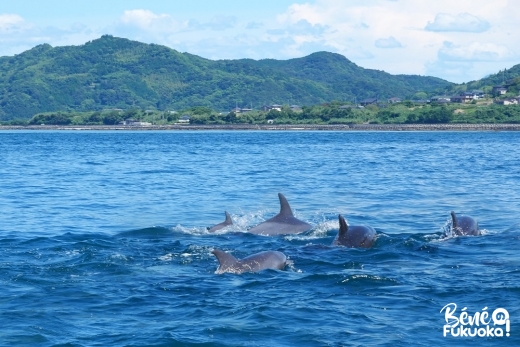 [Amakusa] Croisière à la rencontre des dauphins