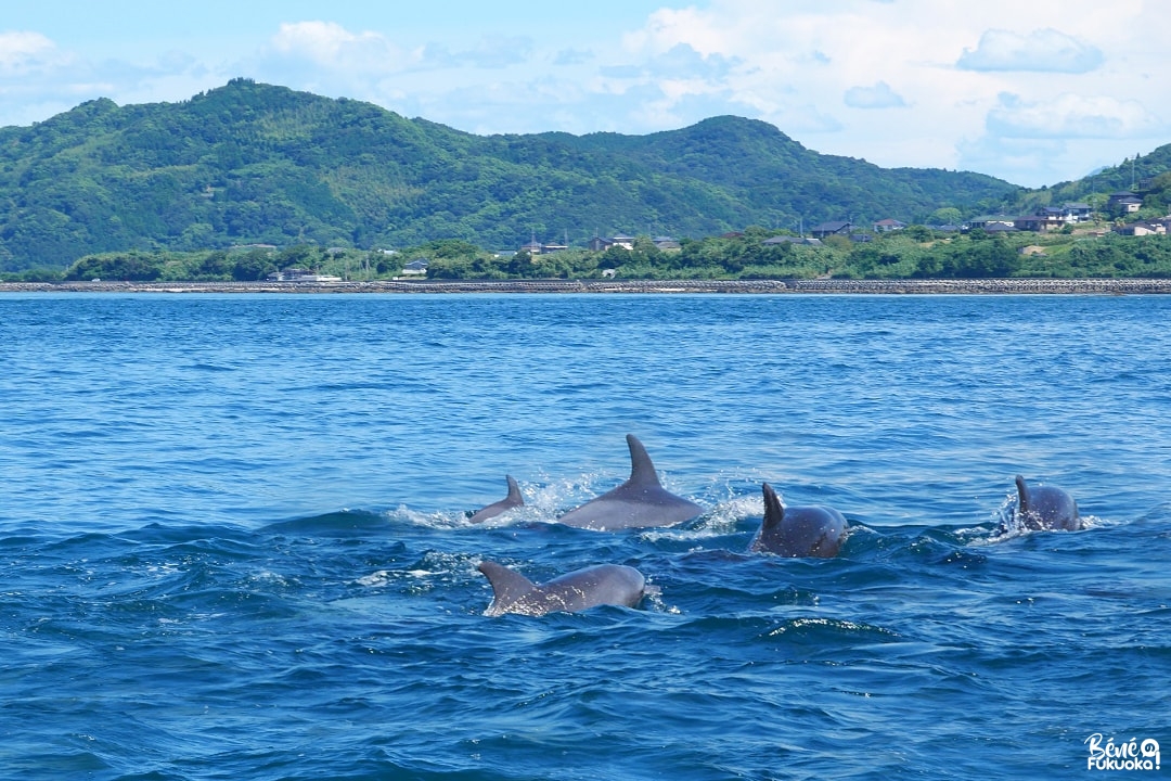 [Amakusa] Croisière à la rencontre des dauphins