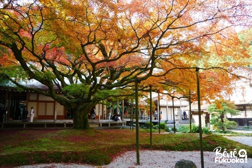 Grand érable du temple Raizan Sennyoji Daihiô-in, ville d'Itoshima, Fukuoka