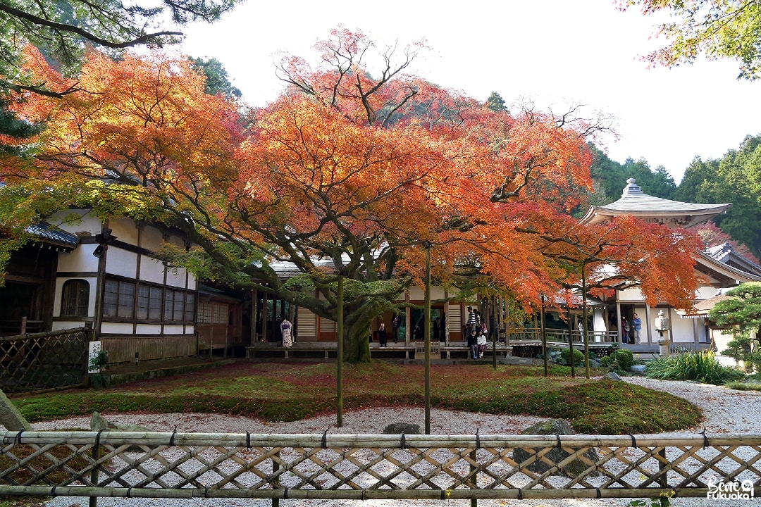 Grand érable du temple Raizan Sennyoji Daihiô-in, ville d'Itoshima, Fukuoka