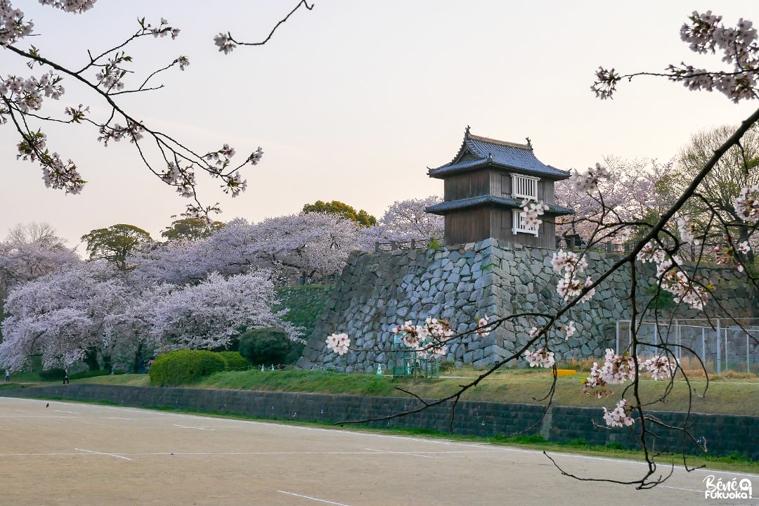 Cerisiers au château de Fukuokan, parc Maizuru, ville de Fukuoka