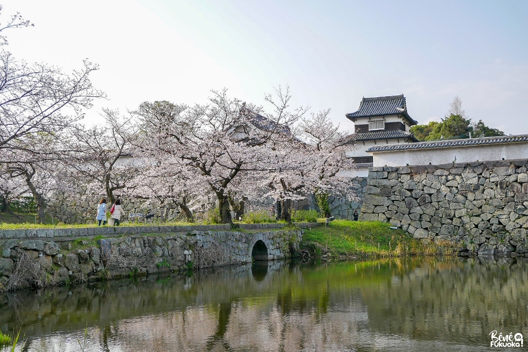 Cerisiers au château de Fukuokan, parc Maizuru, ville de Fukuoka