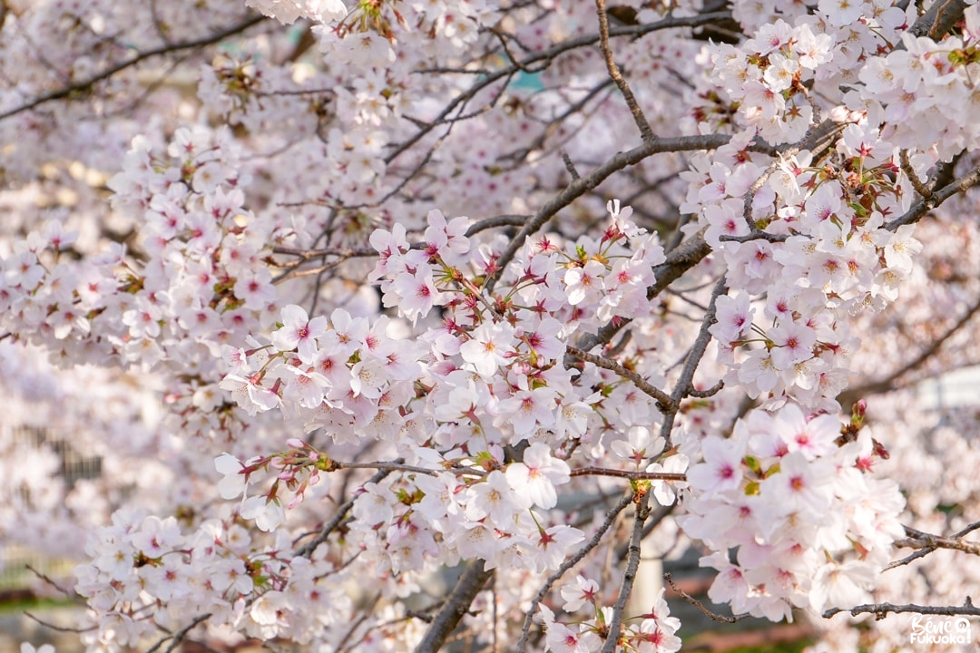 Fleurs de cerisiers à Fukuoka