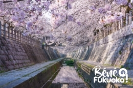 Fukuoka : mon coin secret à cerisiers