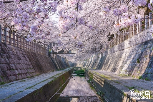 Fukuoka : mon coin secret à cerisiers