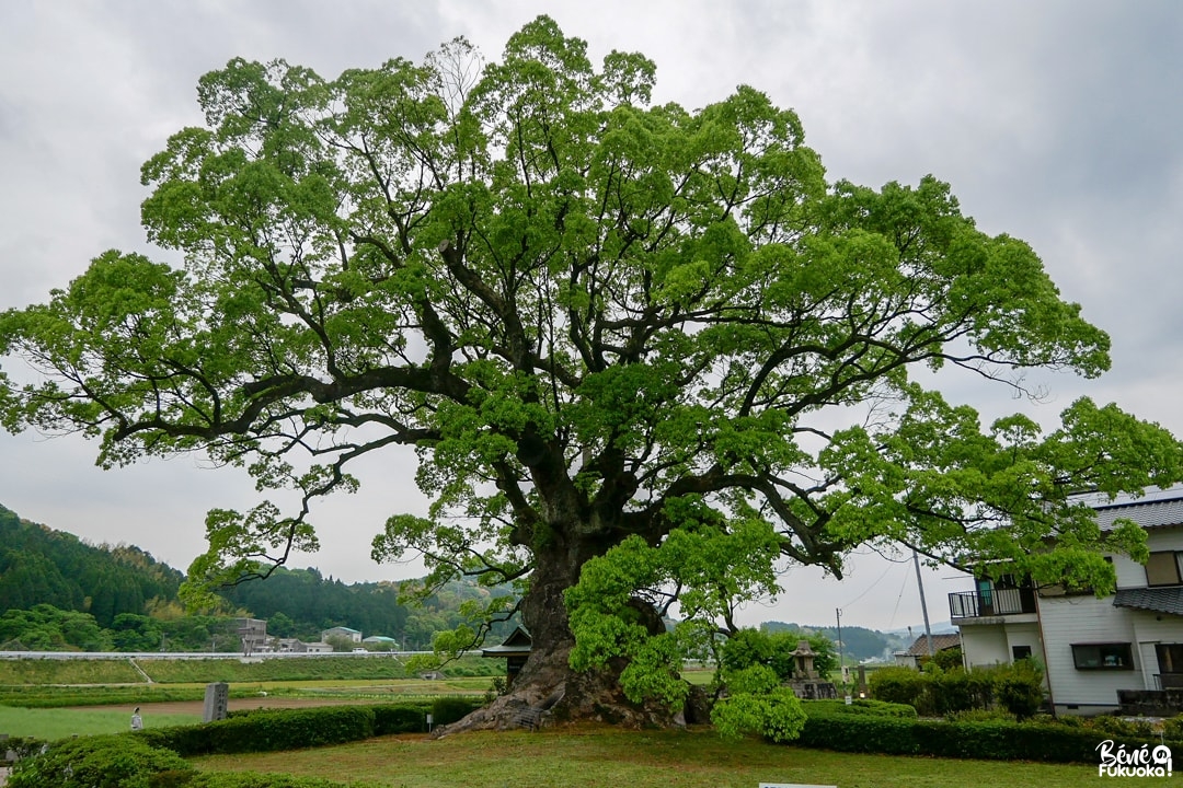 Le grand camphrier de Kawago, Takeo onsen, préfecture de Saga