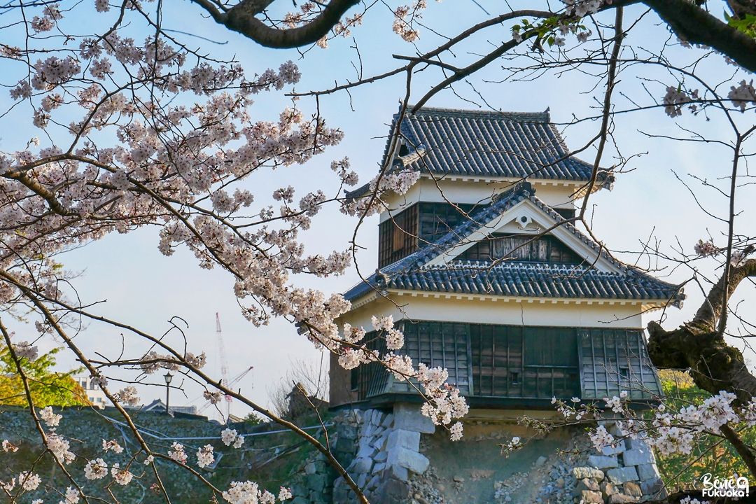 Cerisiers en fleur au château de Kumamoto, Kumamoto