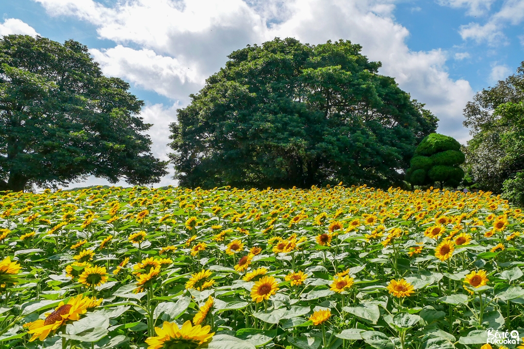 Champ de tournesols au parc de l'île Nokonoshima, Fukuoka