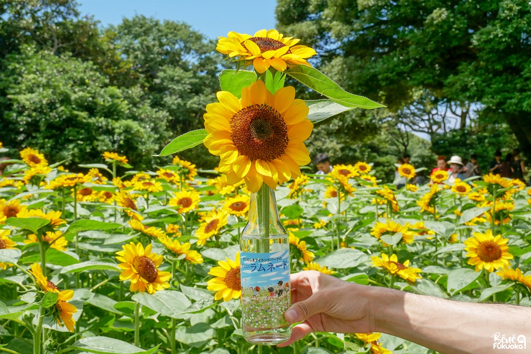 Tournesols au parc de l'île Nokonoshima, Fukuoka