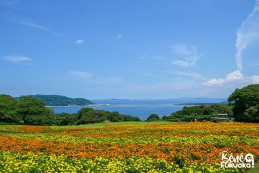 L'île Nokonoshima à Fukuoka