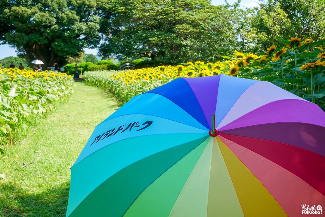 Parapluie multicolore au parc de l'île Nokonoshima, Fukuoka