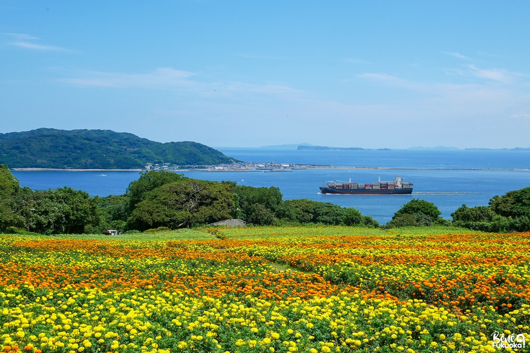 Nokonoshima, l'île aux fleurs de Fukuoka