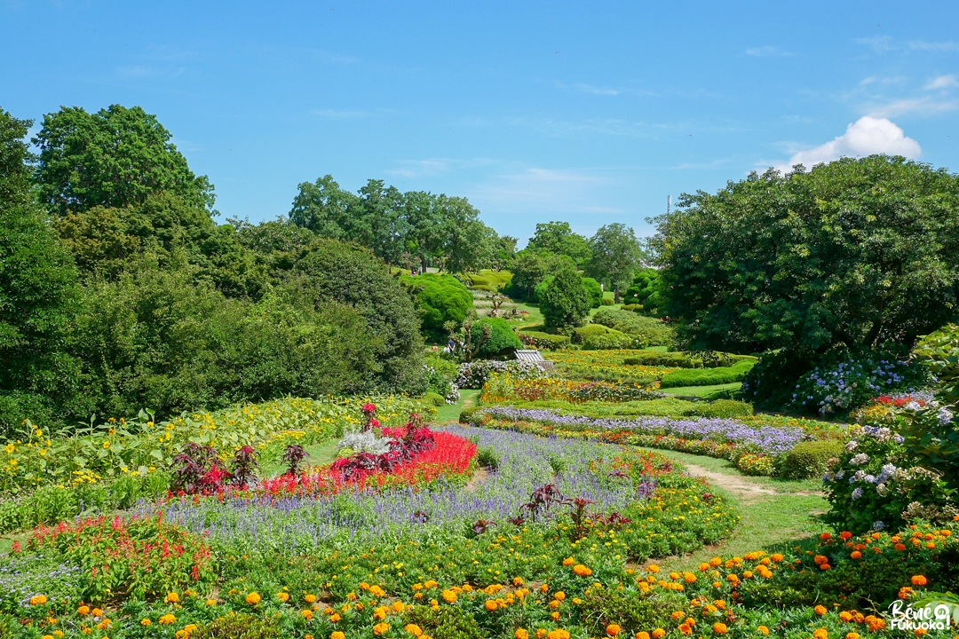 Nokonoshima, l'île aux fleurs de Fukuoka