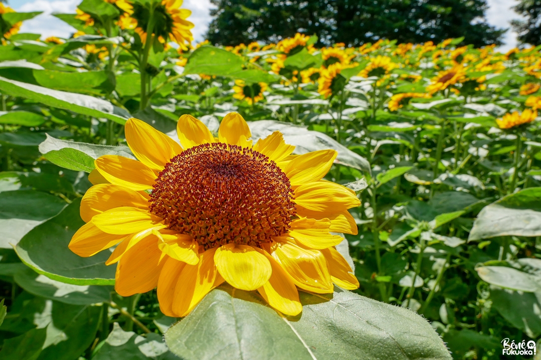 Champ de tournesols au parc de l'île Nokonoshima, Fukuoka