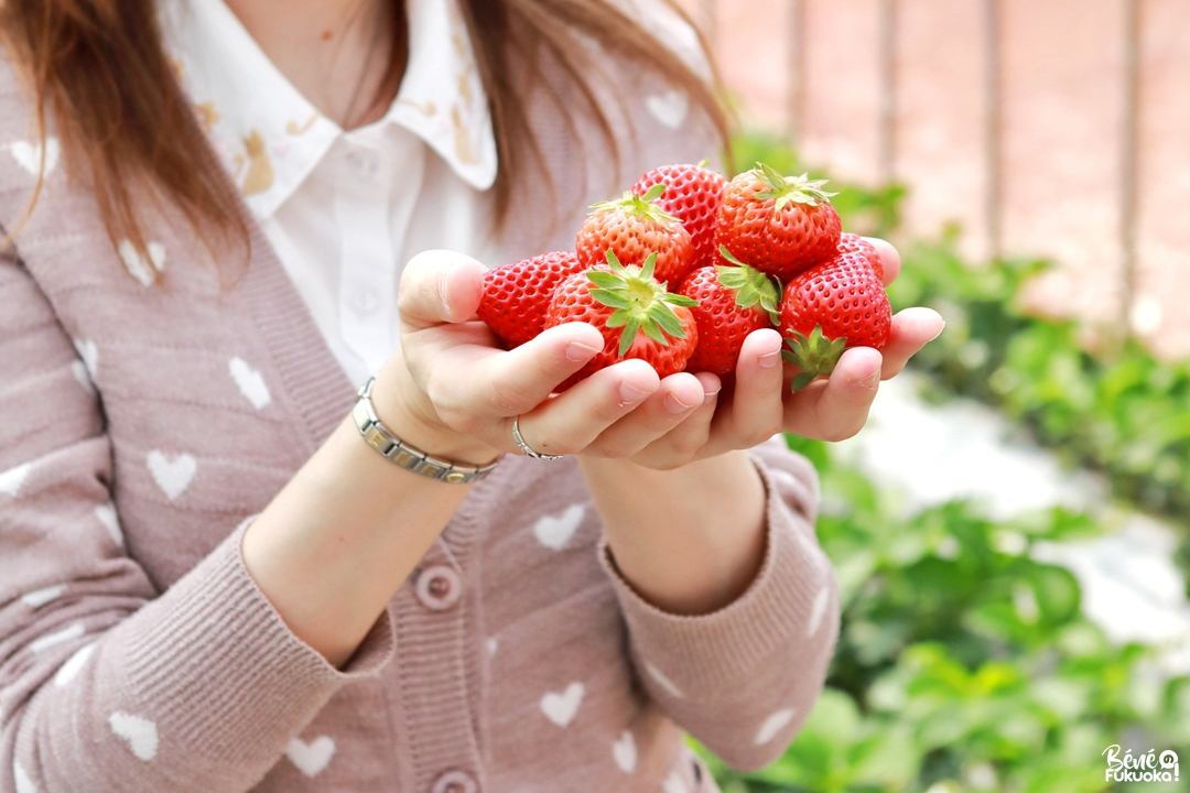 Fraises Amaou ichigo