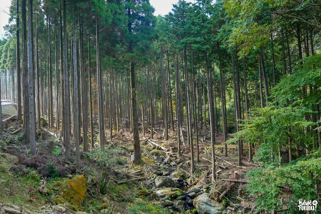 Forêt à Hikosan endommagée par les intempéries, Soeda, Fukuoka