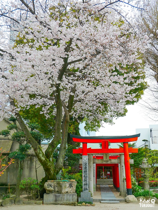 Cerisiers au sanctuaire Kushida, Fukuoka