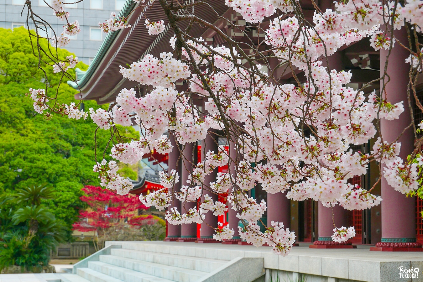 Cerisiers au temple Tôchô-ji, Fukuoka