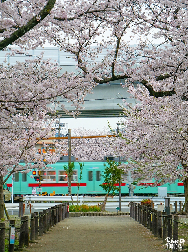Tunnel de cerisiers et train à Zasshonokuma, Fukuoka