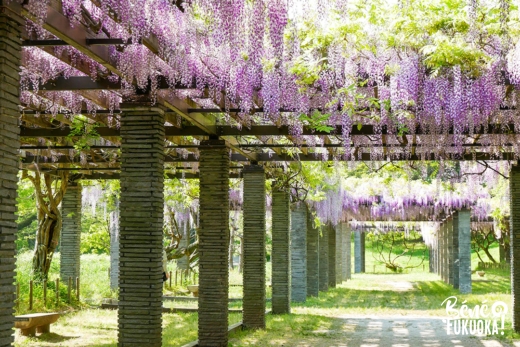 Glycines au parc Maizuru de Fukuoka