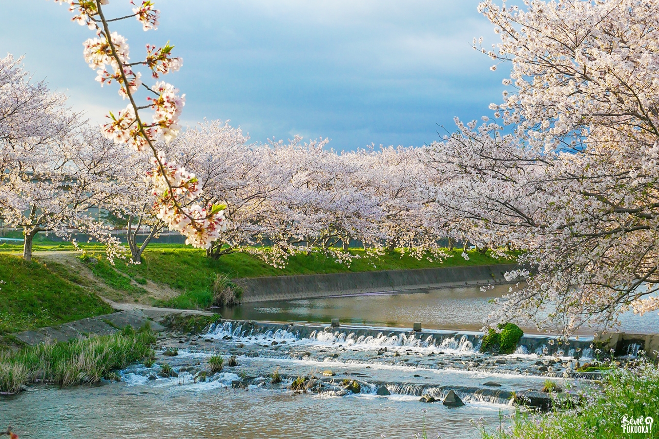 Cerisiers au bord de la rivière Zuibaiji, Itoshima, Fukuoka