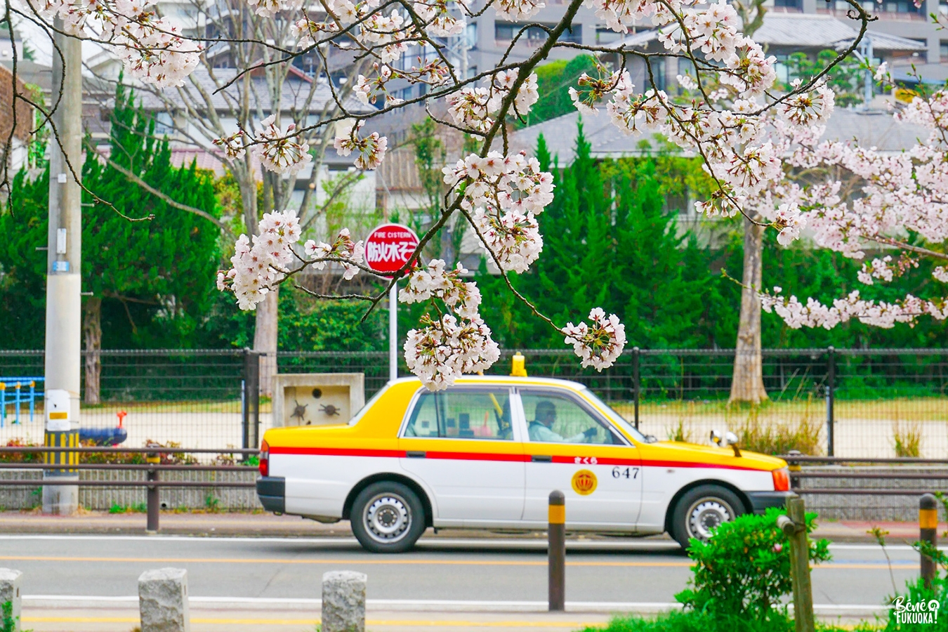 Taxi et cerisiers (sakura) à Fukuoka