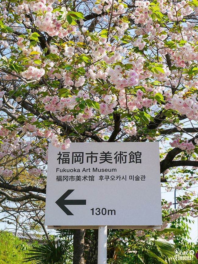 Yaezakura (cerisiers à floraison tardive) au parc Maizuru, Fukuoka
