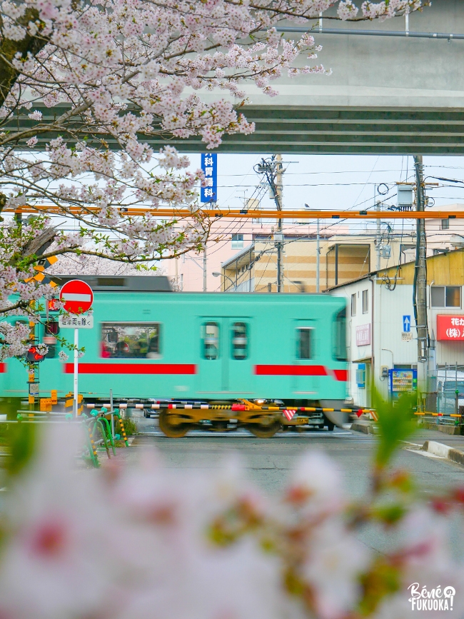 Tunnel de cerisiers et train à Zasshonokuma, Fukuoka
