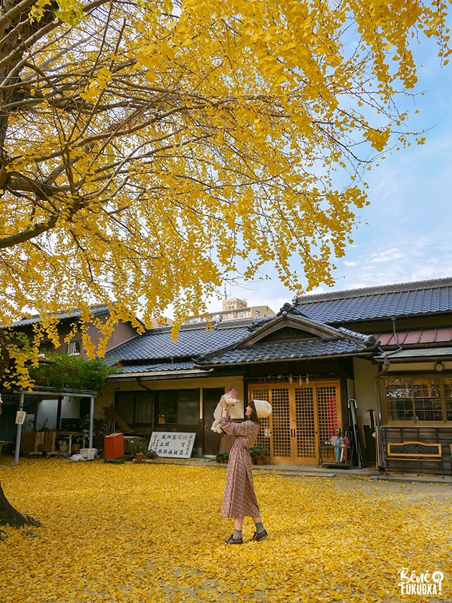 hoto sous le ginkgo du sanctuaire Futsukaichi Hachimangû, ville de Chikushino, Fukuoka