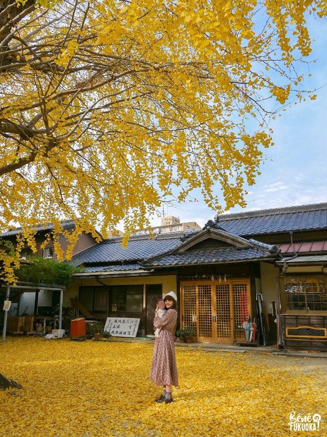 Photo sous le ginkgo du sanctuaire Futsukaichi Hachimangû, ville de Chikushino, Fukuoka