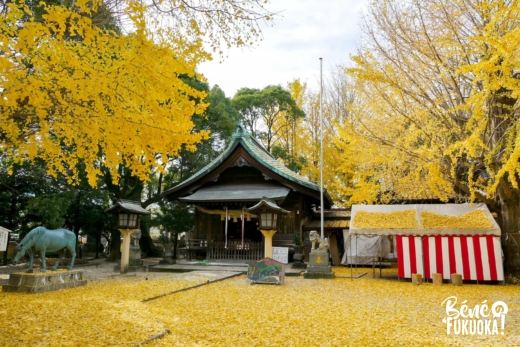 Futsukaichi Hachimangû, le paradis secret des ginkgos