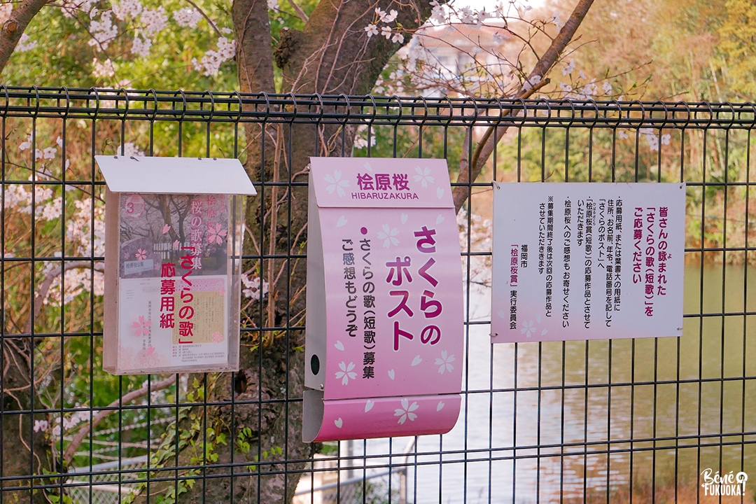 Boîte aux lettres sakura au parc Hibaruzakura, Fukuoka
