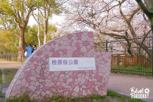 La merveilleuse histoire du parc Hibaruzakura