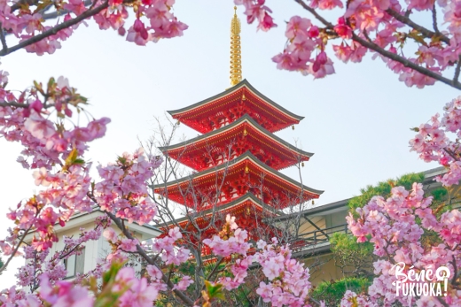 Les kawazu-zakura de Fukuoka