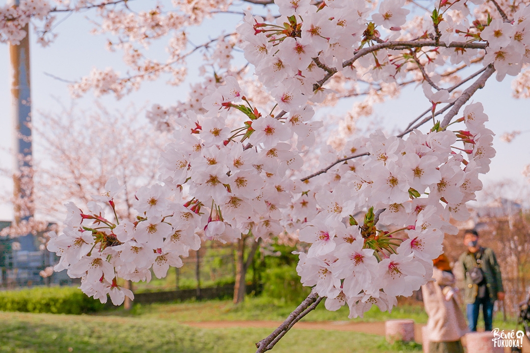 Les cerisiers du parc Hibaruzakura , Fukuoka