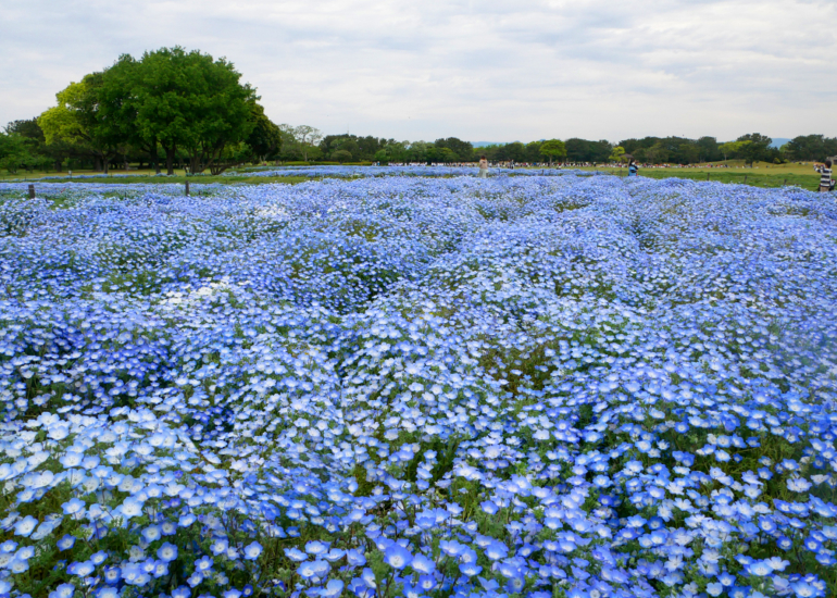 Plongée dans me champ des némophiles au parc Uminaka