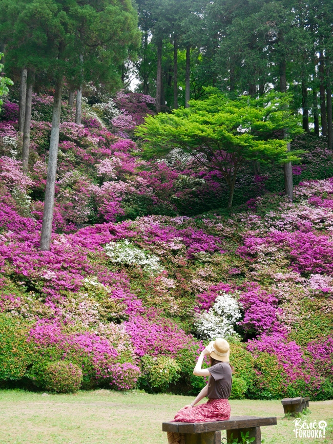 Les azalées du temple Daikôzen-ji, Kiyama, préfecture de Saga