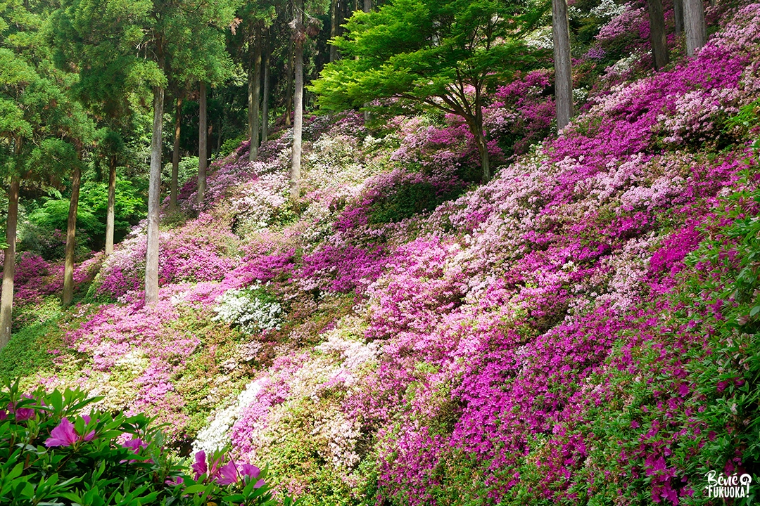 Les azalées du temple Daikôzen-ji, Kiyama, préfecture de Saga