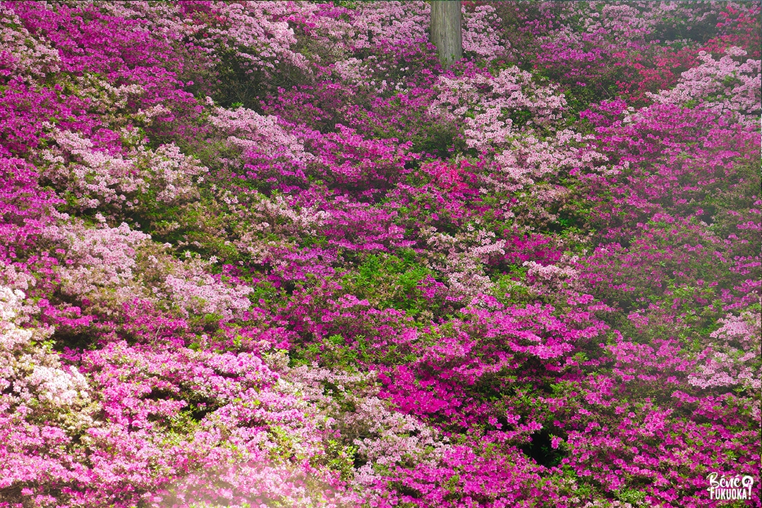 Les azalées du temple Daikôzen-ji, Kiyama, préfecture de Saga