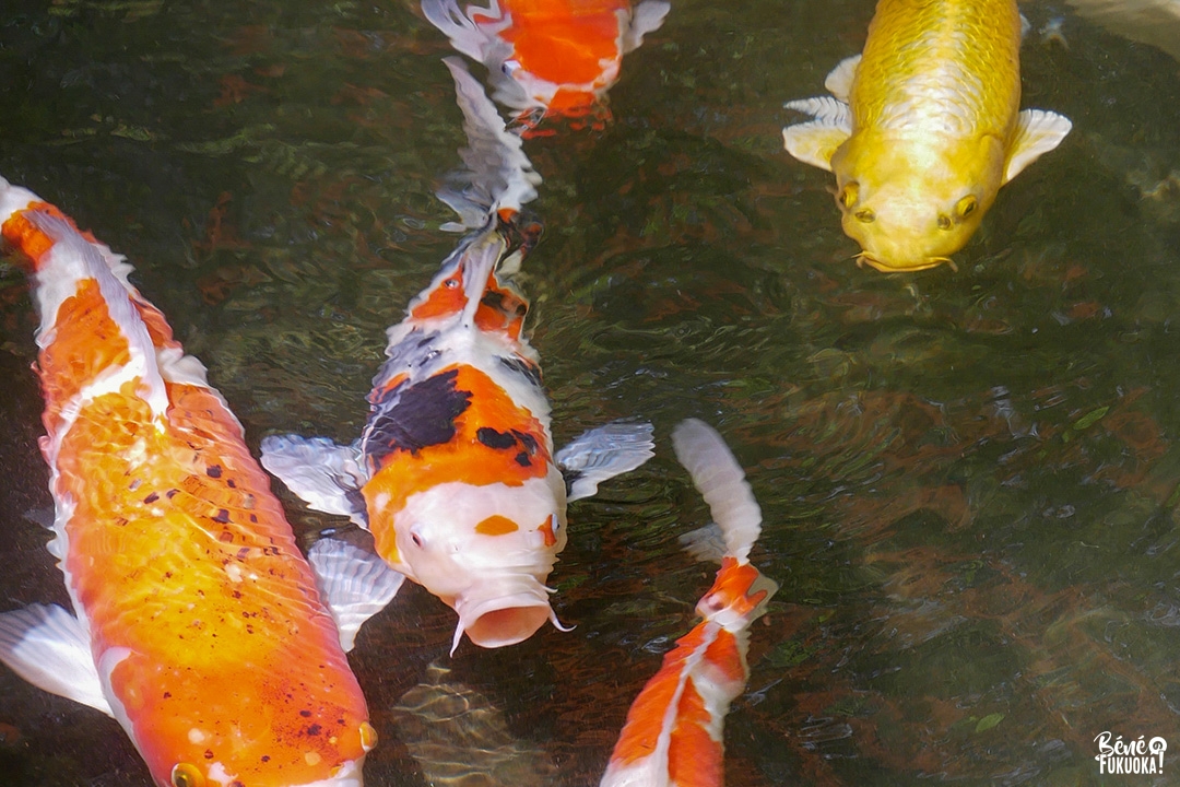 Carpes au jardin japonais du temple Daikôzen-ji, Kiyama, préfecture de Saga