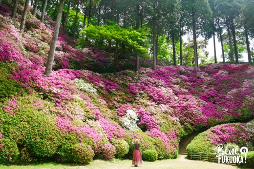 Daikôzen-ji, le temple des azalées, Kiyama, préfecture de Saga