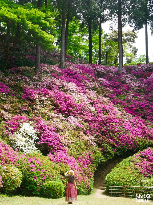 Les azalées du temple Daikôzen-ji, Kiyama, préfecture de Saga